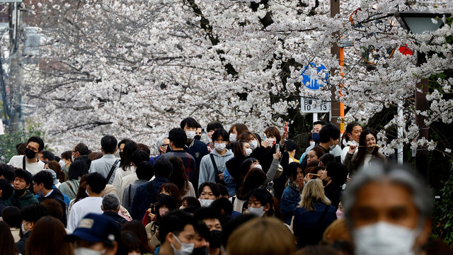 Ilustasi pemandangan bunga sakura di Jepang. Foto: Kim Kyung-Hoon/REUTERS