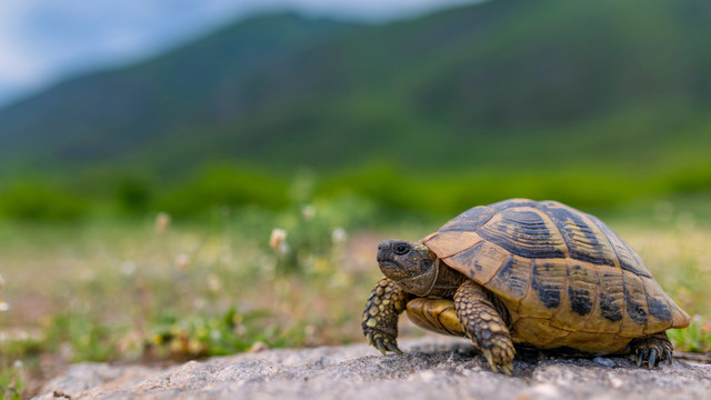 Ilustrasi kura-kura. Foto: Michal Dobes com/Shutterstock
