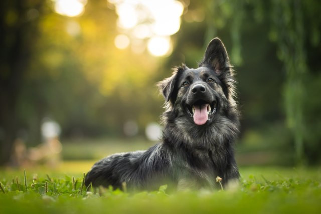 Ilustrasi anjing. Foto: Shutter Stock