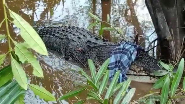 BUAYA seberat 700 Kg dengan panjang 5 meter ditangkap Tim Dinas Pemadam Kebakaran dan Penyelamatan Indragiri Hilir, Riau, di Desa Sungai Piyai, Kuala Indragiri, Riau, Minggu (21/2/2022). 