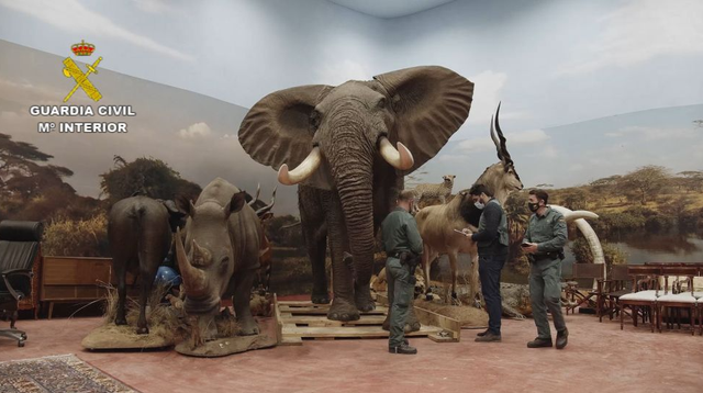 Lebih dari 1.000 hewan yang diawetkan disita oleh polisi Spanyol. Mulai dari gajah hingga singa. Foto: Dok. Spanish Civil Guard