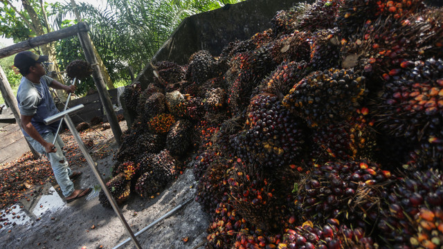 Pekerja mengumpulkan buah kelapa sawit di salah satu tempat pengepul kelapa sawit di Jalan Mahir Mahar, Palangka Raya, Kalimantan Tengah, Selasa (26/4/2022). Foto: Makna Zaezar/Antara Foto