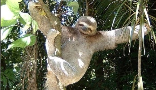 Fakta unik kungkang, si hewan paling lambat di dunia. Foto: (Instagram/@kungkangsloth)