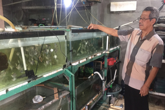 Mahmud Azis, pelaku UMKM budidaya ikan hias di Jakarta Selatan. Foto: Muhammad Darisman/kumparan