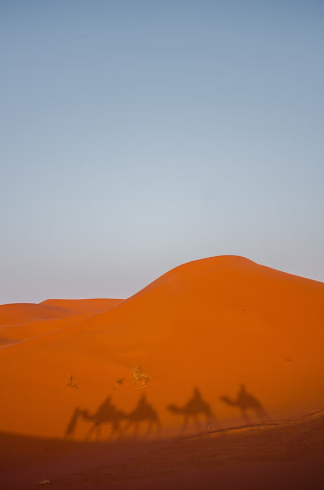 Ilustrasi kisah Nabi Sulaiman AS sebagai raja yang kaya raya dan bisa berbicara dengan hewan. Foto: unsplash.com/dancalders