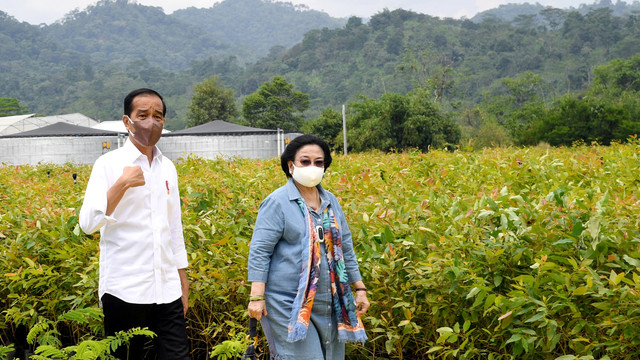 Presiden Joko Widodo didampingi Ketua Umum DPP PDIP Megawati Soekarnoputri meninjau Persemaian Modern Rumpin, di Kecamatan Rumpin, Kabupaten Bogor, Jawa Barat, Kamis (10/3/1011). Foto: Rusman/Biro Pers Sekretariat Presiden