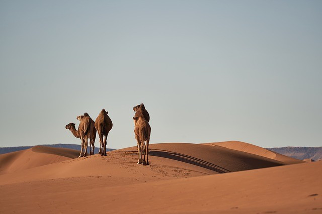 Ilustrasi Irhas Adalah. Foto: pixabay.com