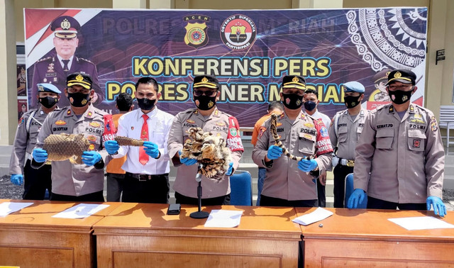 Barang bukti satu kulit harimau awetan ditunjukkan saat rilis pengungkapan kasus tindak pidana perdagangan satwa dilindungi di Polres Bener Meriah, Aceh. Foto: Dok. Polisi 