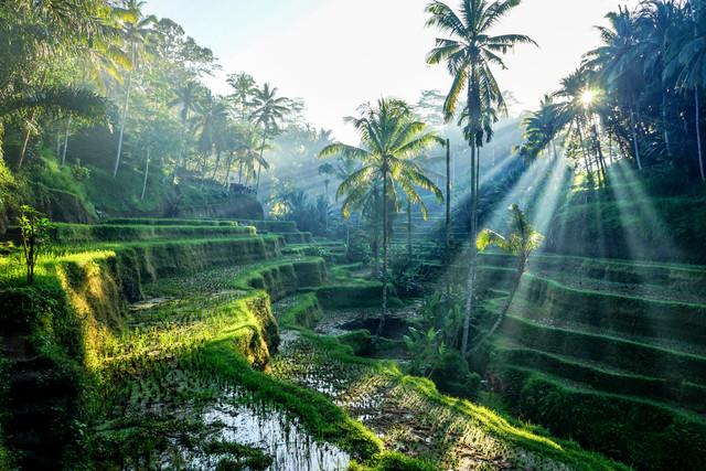  Ilustrasi Ubud, Bali. Foto: Shutterstock