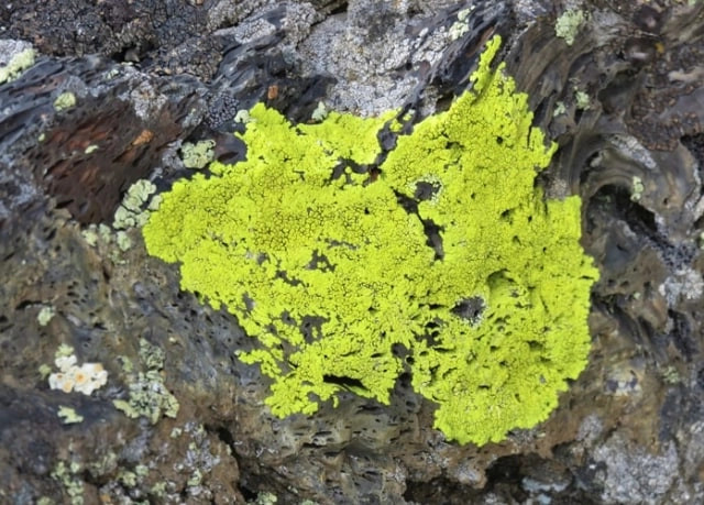 Ilustrasi Protista yang tergolong sebagai mikroorganisme. Foto: Pixabay