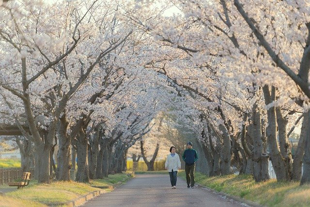Harga Tiket Pesawat ke Jepang, Foto : Pixabay/morn_japan