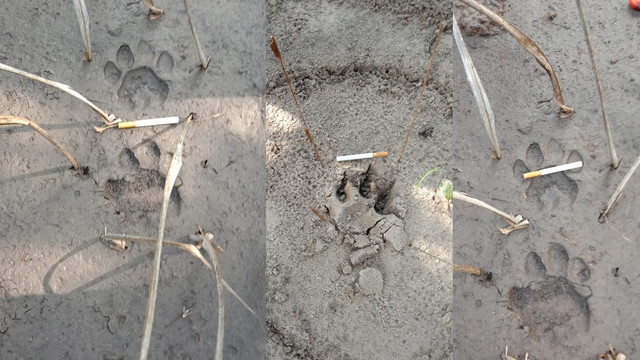 JEJAK kaki Harimau Sumatera (Panthera tigris sondaica) yang memangsa ayam ternak milik warga di Desa Tasik Tebing Serai, Talang Mandau, Bengkalis, Sabtu (23/4/2022). 