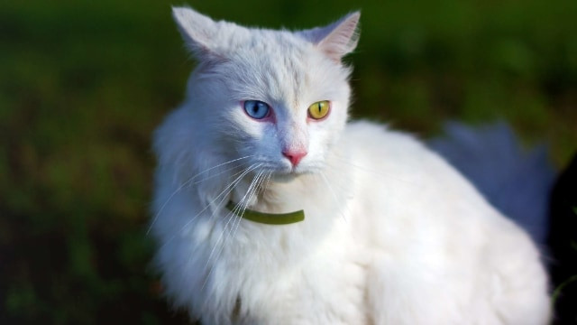 Ilustrasi kucing angora. Foto: shutterstock.