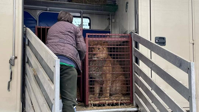 Seorang anggota Kebun Binatang Poznan memeriksa truk yang membawa hewan dari suaka di timur Kyiv ke Kebun Binatang Poznan, Polandia, Rabu (2/3/2022). Foto: Poznan Zoo via REUTERS