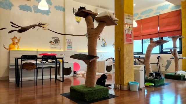 Suasana nyaman dan bersih Kopi Cat Cafe by Groovy di Kemang, Jakarta Selatan. (Yolanda Florencia)