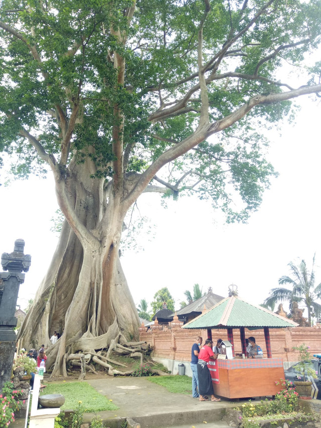Pohon Kayu Putih sakral di Tabanan, Bali yang menjadi viral gara-gara adanya bule yang berpose bugil di lokasi itu - LSU
