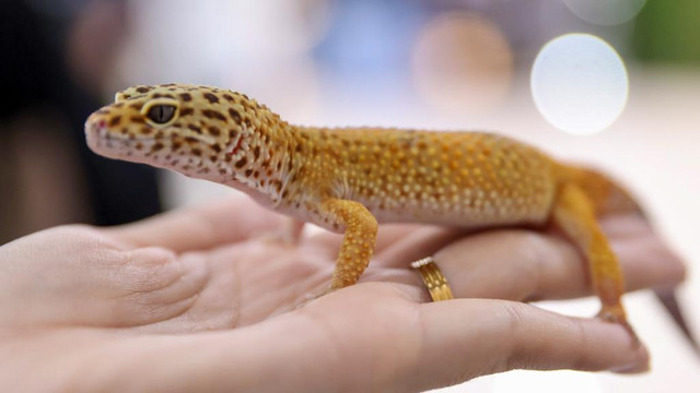 Kadal emas yang dipamerkan di Banda Aceh Pet Festival. Foto: Suparta/acehkini