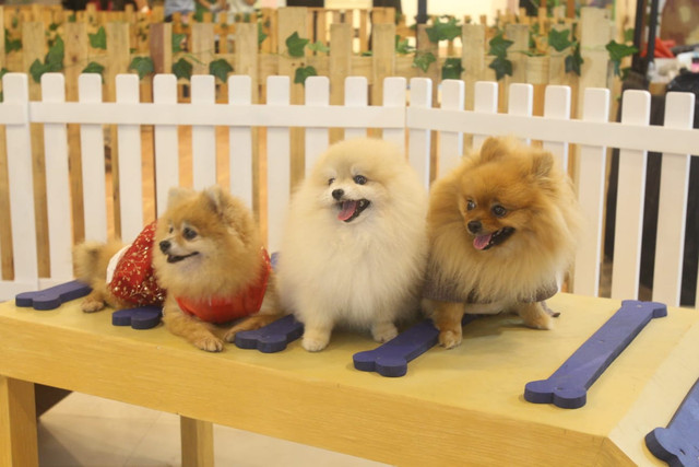 New Pet Shop di Gajah Mada Plaza. Foto: Gajah Mada Plaza