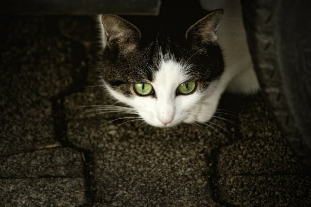 Ilustrasi Manfaat Memelihara Kucing Menurut Islam. Foto: pixabay.com