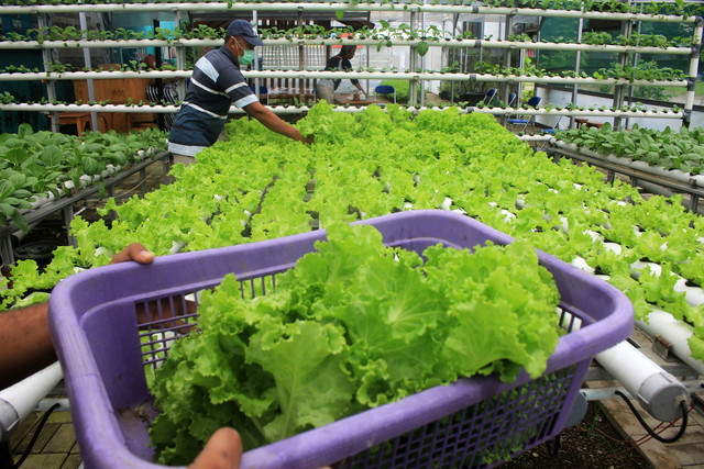 Anggota Kelompok Rumah Pangan Lestari Serpis memanen sayur hidroponik di Kebun Kita, Surabaya, Jawa Timur, Jumat (18/2/2022). Foto: Patrik Cahyo Lumintu/ANTARA