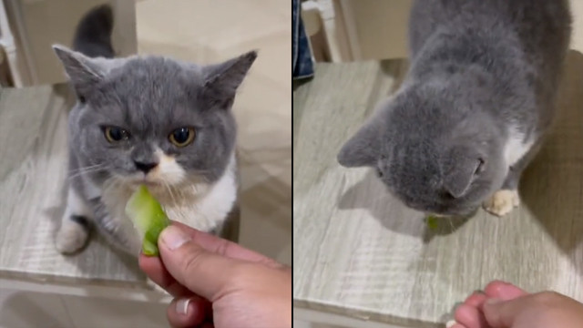 Kucing vegetarian makan sayur (Foto: @kucing_buled/Instagram)