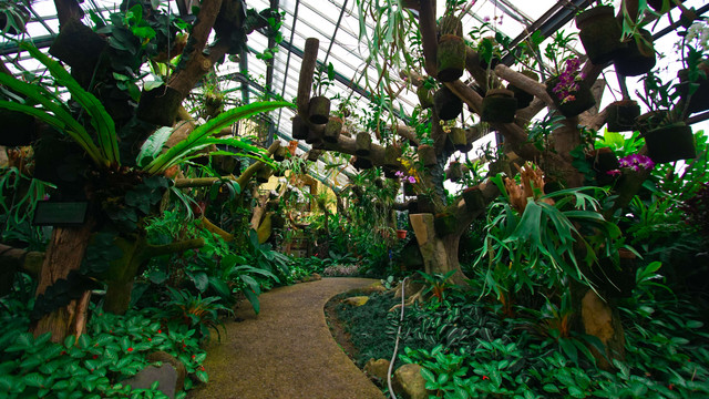 Kebun Raya Bogor. Foto: lucky vectorstudio/Shutterstock