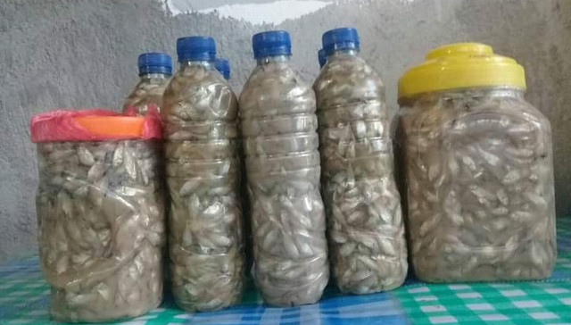 Mbarase atau Wogi yang sudah disimpan di dalam botol bekas air minum kemasan. Foto : Istimewa