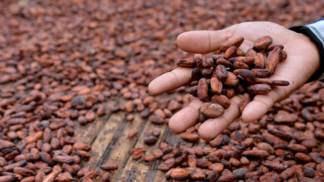 Petani mengeringkan biji kakao yang telah difermentasi di Kebun Coklat Desa Ekasari, Jembrana, Bali, Rabu (23/2/2022). Foto: Fikri Yusuf/ANTARA FOTO