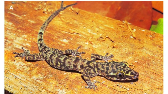C. papeda, spesies baru cicak dari Pulau Obi, Maluku utara. Foto: Dok. BRIN