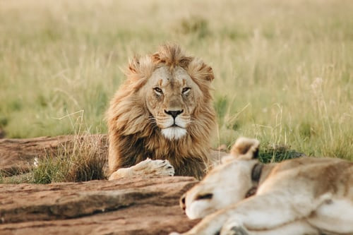 Harga Tiket Taman Safari, Foto: Unsplash.