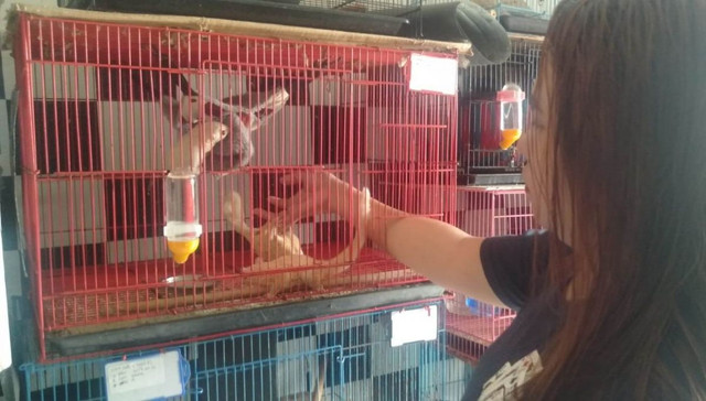 Bisnis Ternak Sugar Glider di Surabaya, dari Hobi Jadi Cuan