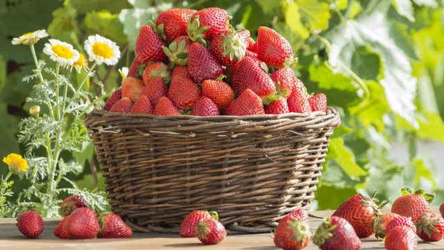 Buah Stroberi. Foto: shutterstock.com