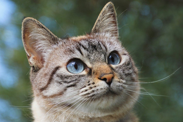Kucing Abu-abu. (Foto: Pasca1000 by https://pixabay.com)