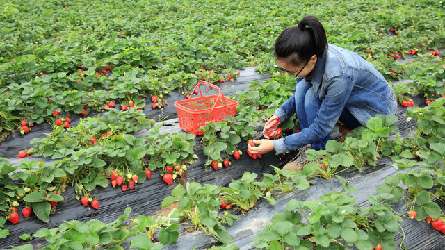 Ilustrasi Berkebun yang Cepat Menghasilkan. Foto: lzf/Shutterstock