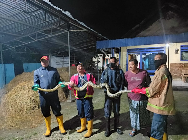 Mangsa Ayam Milik Warga Lamongan, Ular Sepanjang 4 Meter Ditangkap
