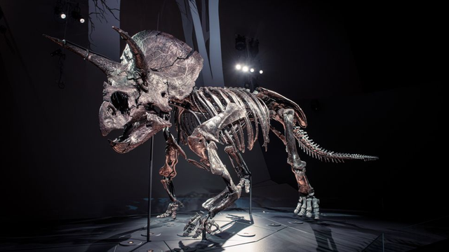 Triceratops yang mati 67 juta tahun lalu di tempat yang sekarang disebut Montana dan dipamerkan di Australia.  Foto: Dok. Museum Victoria