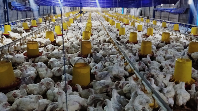 Chickin Indonesia, Start Up jebolan Pertamina Masuk Daftar Forbes Under 30. Foto: Dok. Pertamina