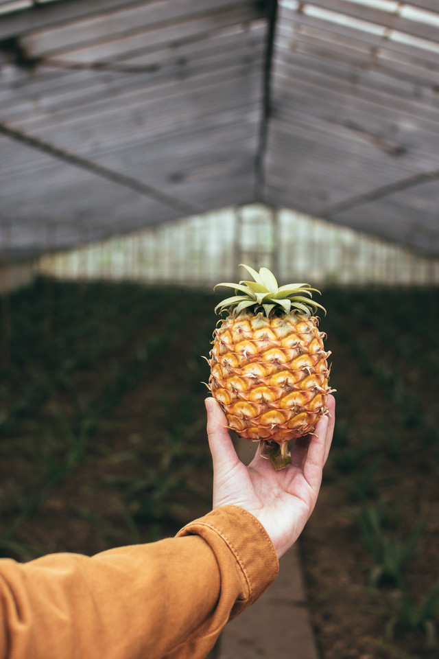 Ilustrasi Buah Nanas (Sumber: Pexels.com/Marta)