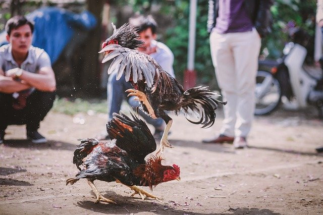 Ilustrasi ayam petarung. Foto: Pixabay