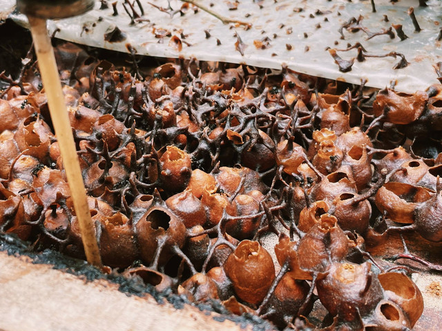 Sarang madu, Minggu (13/3/2022) | Foto: Roza Hariqo/Lampung Geh