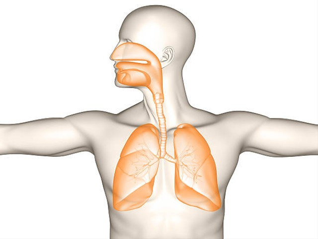 Apa saja fungsi bronkus bagi sistem pernapasan manusia? Foto: Pixabay