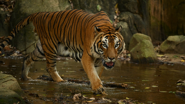 Ilustrasi harimau. Foto: Djohan Shahrin/Shutterstock