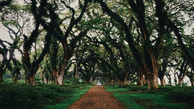 wisata alam hutan trembesi De Djawatan, Banyuwangi. Sumber gambar: dokumen pribadi.