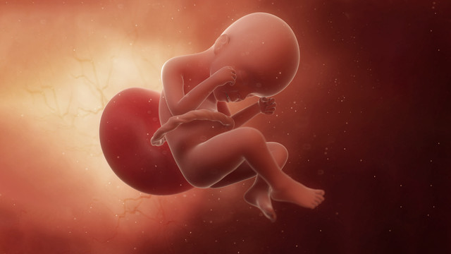 Ilustrasi otak bayi di dalam kandungan. Foto: SciePro/Shutterstock