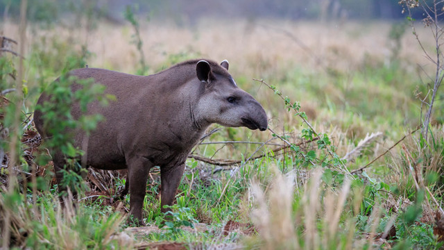 Ilustrasi tapir. Foto: Westend61/Getty Images