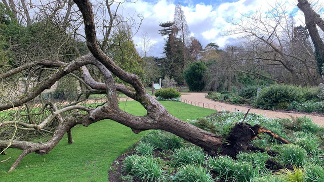 Kloning Pohon Newton yang tumbang. Foto: Twitter/@brockingtonian