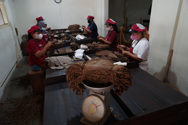 Pekerja memproduksi cerutu di pabrik cerutu PT. Taru Martani, Baciro, Yogyakarta, Rabu (23/02/2022). Foto: Andreas Fitri Atmoko/ANTARA FOTO