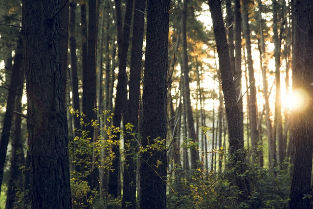 Contoh Pawarta Bahasa Jawa tentang Lingkungan, Foto: Unsplash/Dan Stark