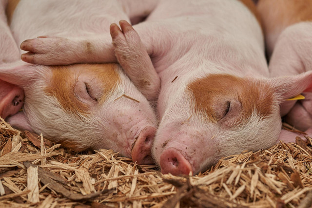 Ilustrasi babi. Foto: Pixabay