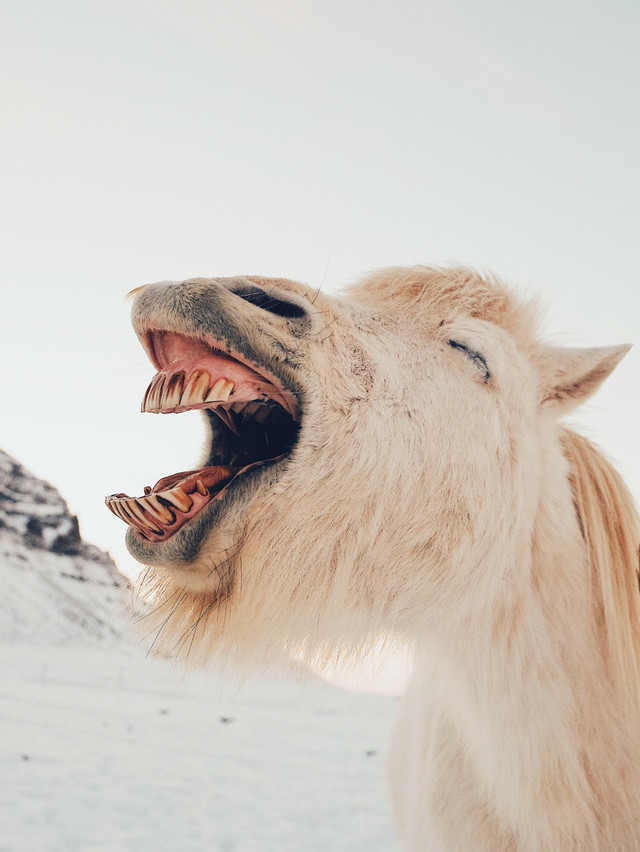 13 Kata Mutiara Lucu Gokil Abis yang Menghibur, Foto: Unsplash/DanCook